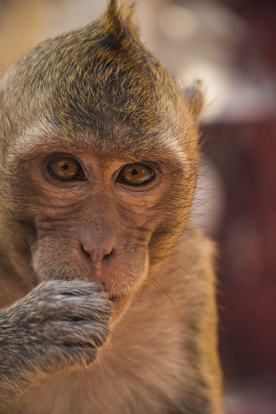 Brown monkey shallow focus photography
